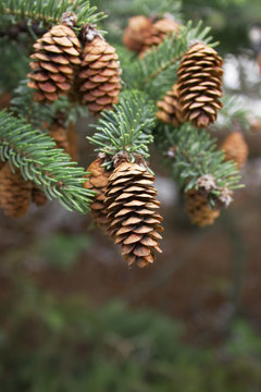 cone of conifer tree and green needles