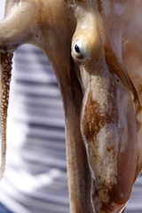 Krake (Octopus vulgaris)