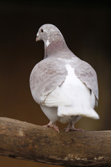 Taube