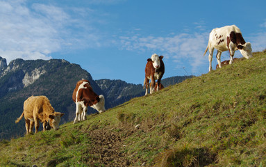 Naklejka premium vaches au pâturage - chartreuse