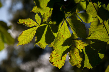 Chestnut leaves
