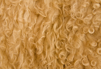 Fototapeta premium Wool
