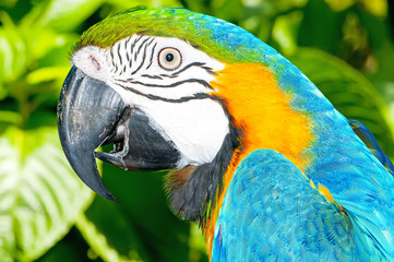 Colourful parrot bird sitting on the perch