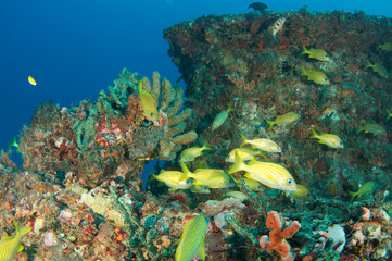 Coral encrusting on artificial reef, south east Florida