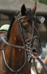 cheval de course © stephaniecointe