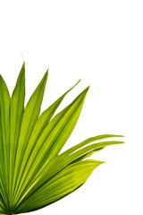 Fototapeta na wymiar palm leaf close up