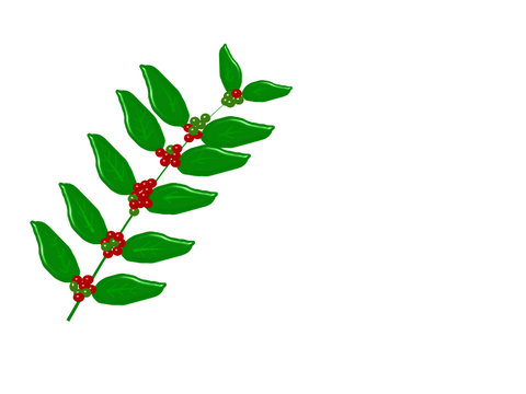 kaffeestrauch  (coffea arabica) Freisteller