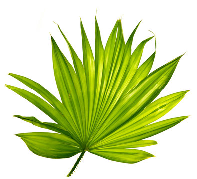 Fototapeta palm leaf