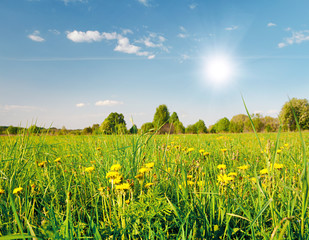 Yellow flowers field under blue cloudy sky