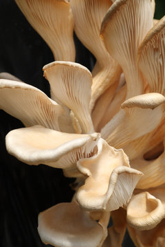 pleurotes