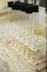 Laboratory test tubes