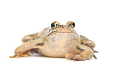 Frog