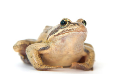 Naklejka premium Frog