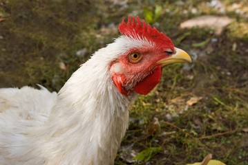 closeup white chicken