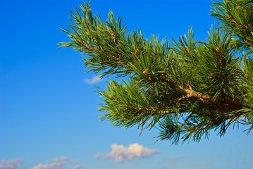 beautiful pine tree branch on a blue sky background