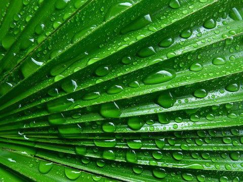 Fototapeta palm leaf with water drops