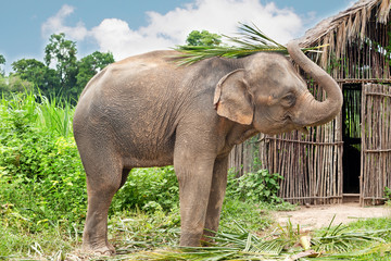 Elefant als Haustier