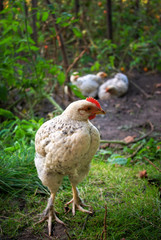 Young chicken
