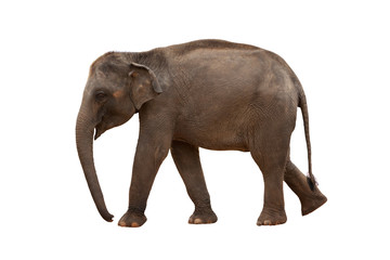 elephant isolated with hand made clipping path