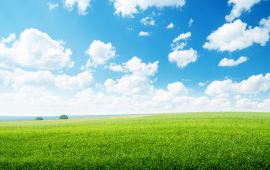 green field and sunny day