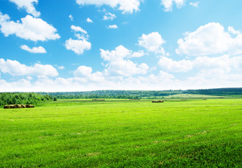 harvested grass in roll and perfect sunny day