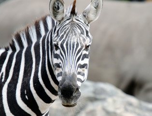 Naklejka premium Zebra