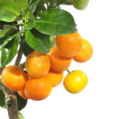 mandarin