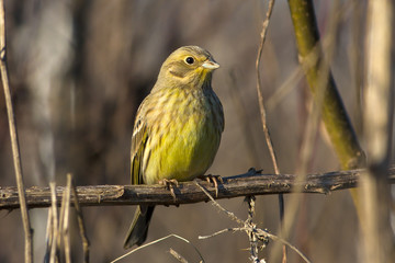 Yellowhammer resting on a branch / Emberiza citrinella