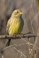 Yellowhammer resting on a branch / Emberiza citrinella