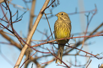 Yellowhammer resting on a branch / Emberiza citrinella