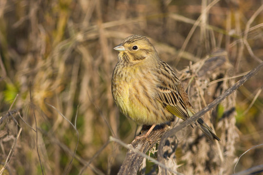Yellowhammer resting on a branch / Emberiza citrinella