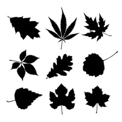 leaf silhouettes for design