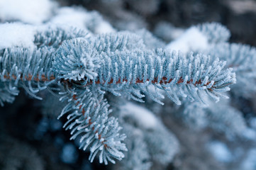 Winter frost on spruce tree