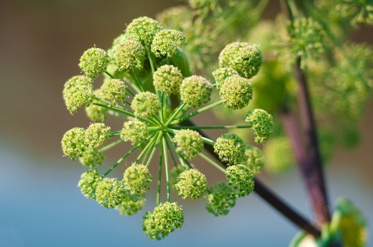 Angelica plan. Close-up
