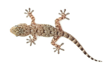 Naklejka premium brown spotted gecko reptile isolated on white, view from above