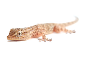 brown spotted gecko reptile isolated on white, front view