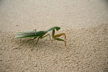 mantis