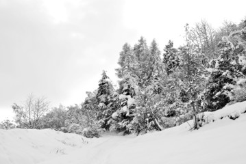 winter landscape