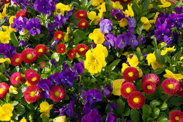 spring flowers