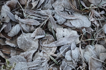 иней на сухих листьях