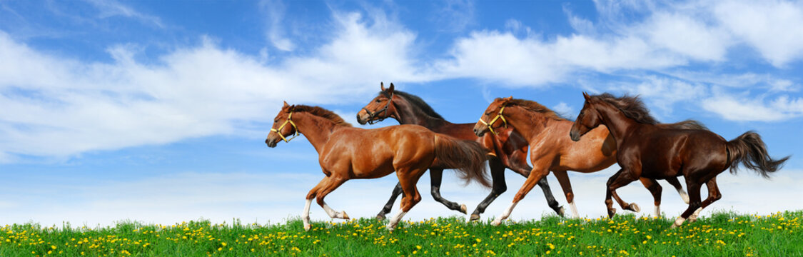 Fototapeta herd gallops in green field