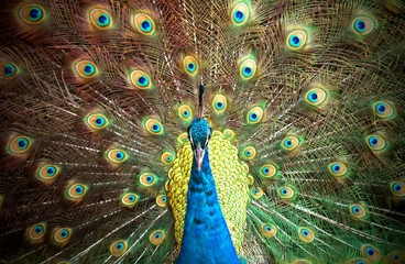 peacock portrait