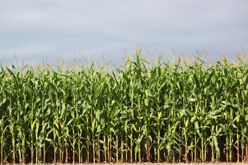 field of maize