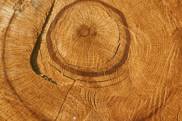 Natural  wood texture