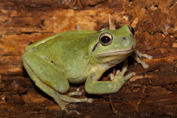 Hila meridionalis