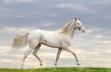 Obraz na płótnie Canvas perlino stallion