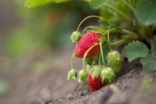 Red strawberry growing in a garden