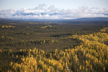 Colorful Alaskan Forest