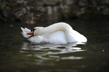 łabędź poranna toaleta © fotoklatka