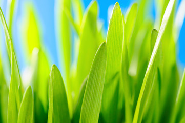 Fototapeta na wymiar Green grass against the sky background